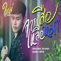 คอร์ดเพลง จากเสือเหลือหมา - ใหม่ กอบกุล